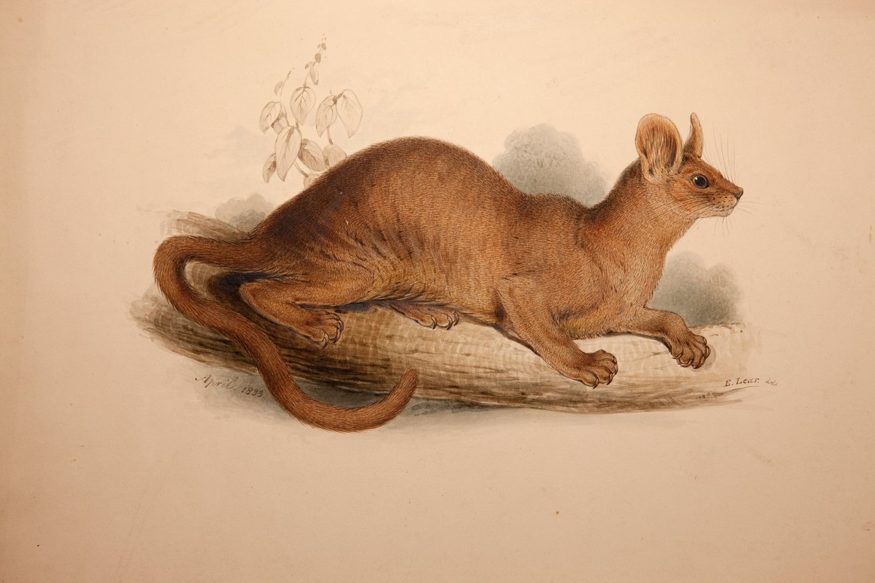 Cryptoprocta ferox, 1833 autorstwa Edward Lear