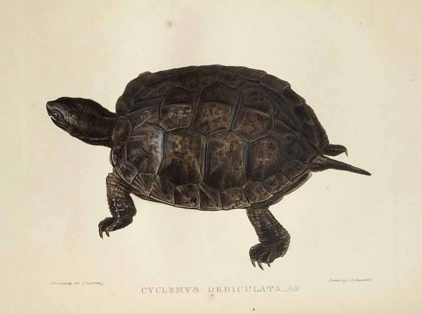 Cyclemys orbiculata autorstwa Edward Lear