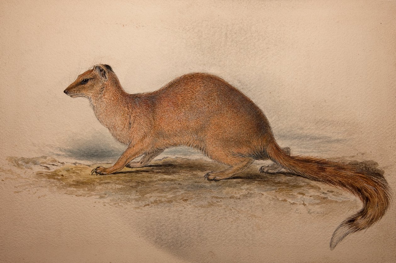 Cynictis steedmanii, ok.1835 autorstwa Edward Lear