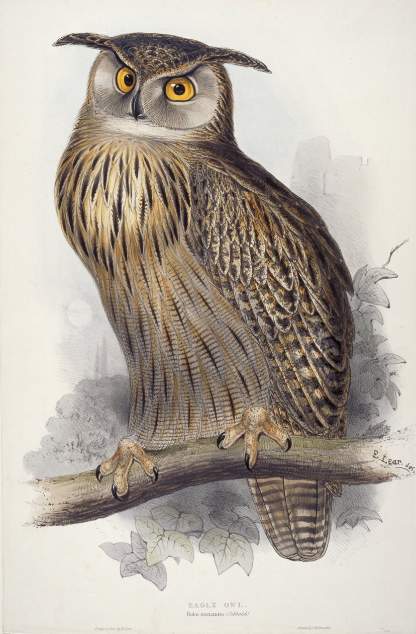 Puchacz. Bubo maximus, 1832-1837 autorstwa Edward Lear