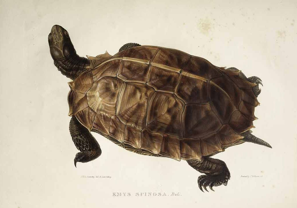 Emys spinosa autorstwa Edward Lear