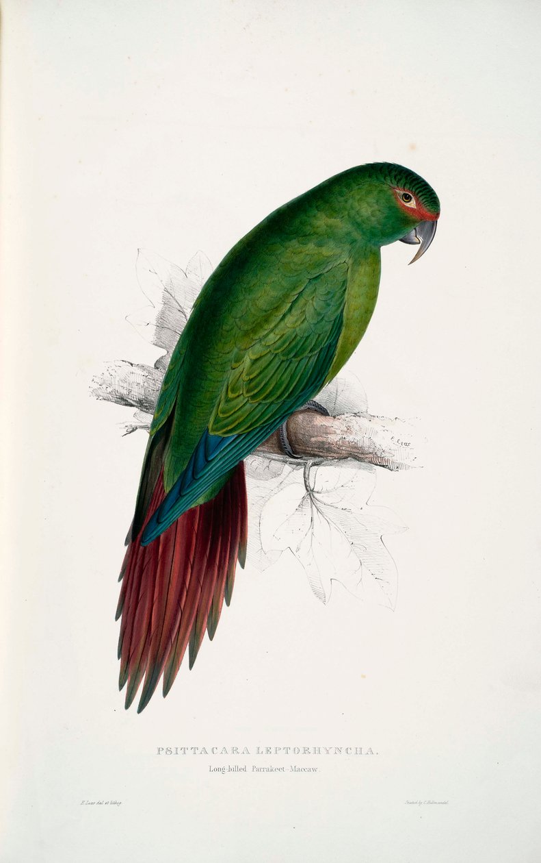 Enicognathus leptorhynchus autorstwa Edward Lear