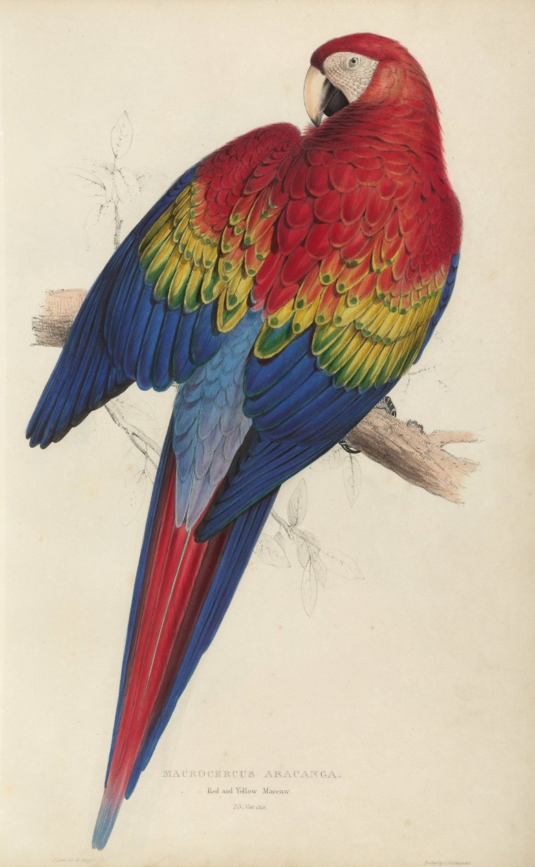 Ilustracje rodziny Psittacidœ, czyli papug, tablica 7 autorstwa Edward Lear