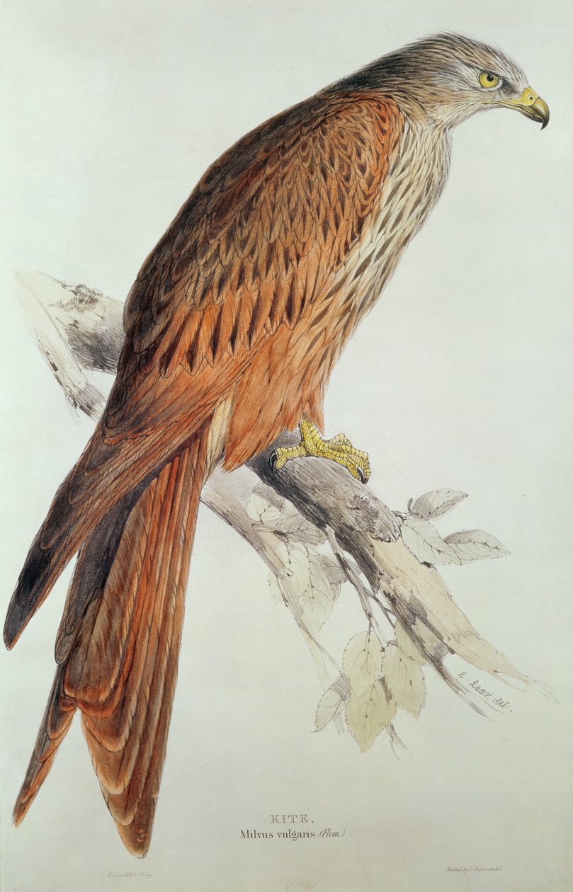 Latawiec autorstwa Edward Lear