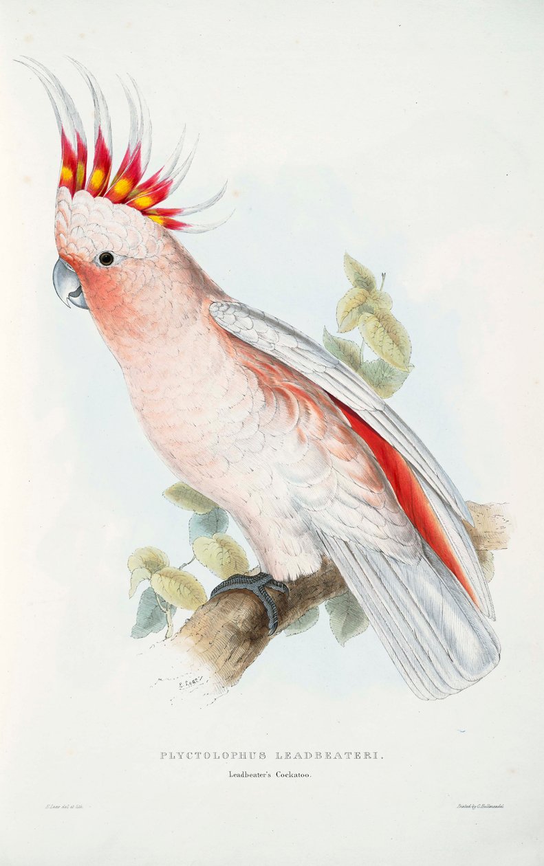 Lophochroa leadbeateri autorstwa Edward Lear