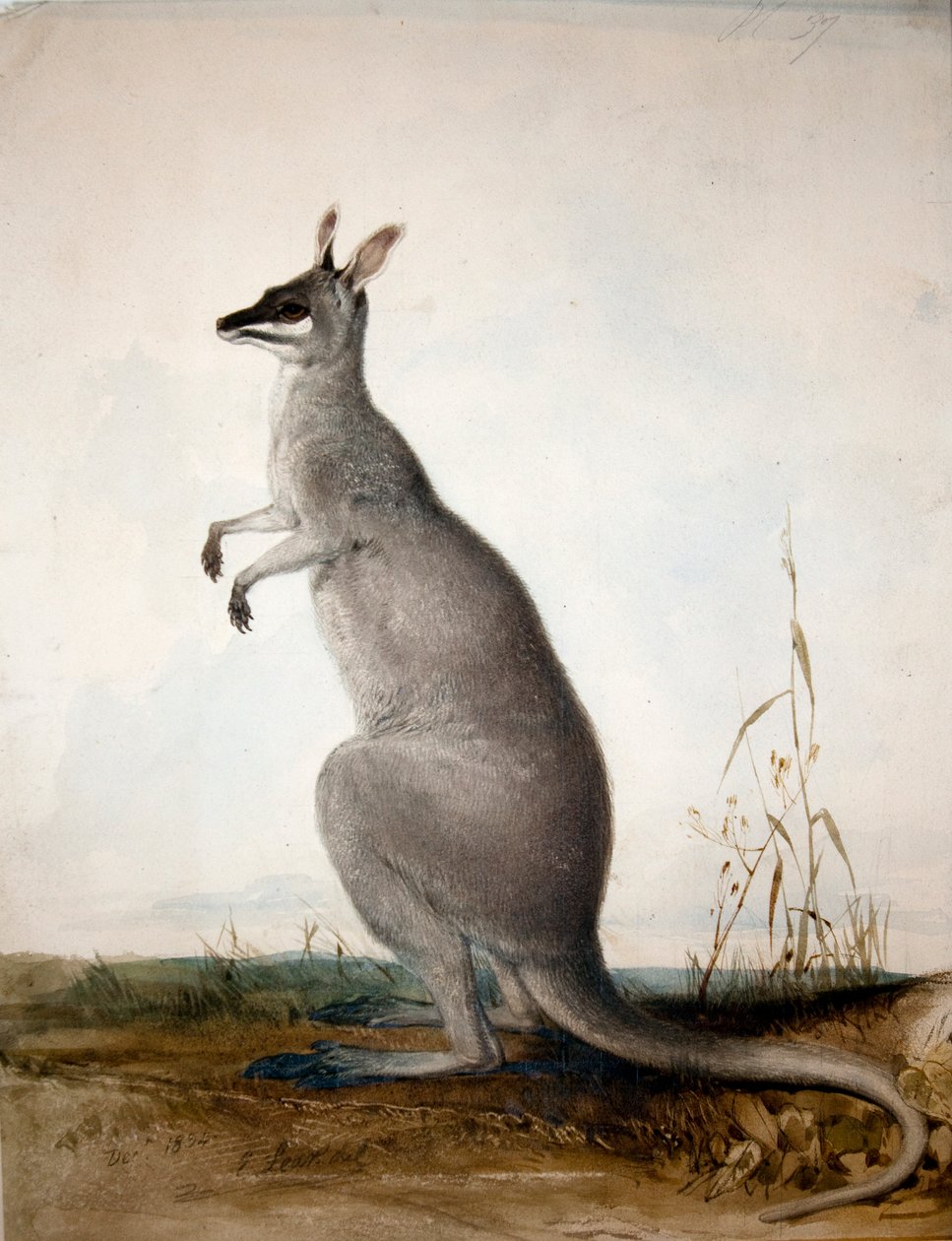 Macropus parryi, 1834 autorstwa Edward Lear