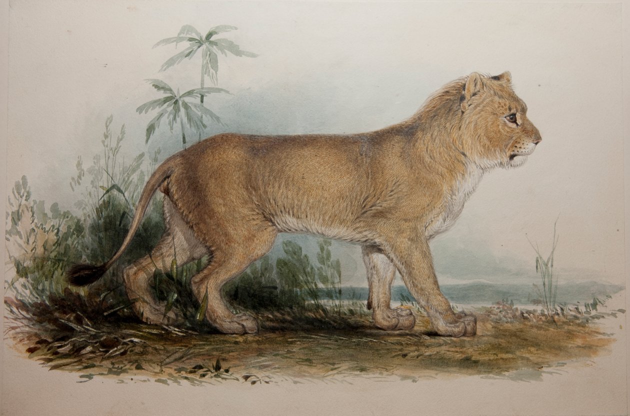Bezgrzywy lew z Guzerat, 1835 autorstwa Edward Lear