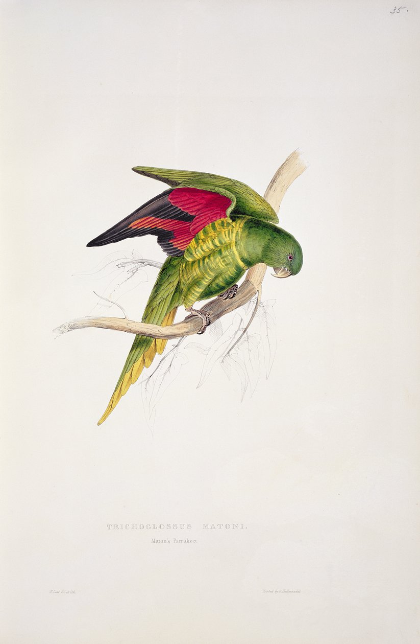 Parakeet Matona autorstwa Edward Lear