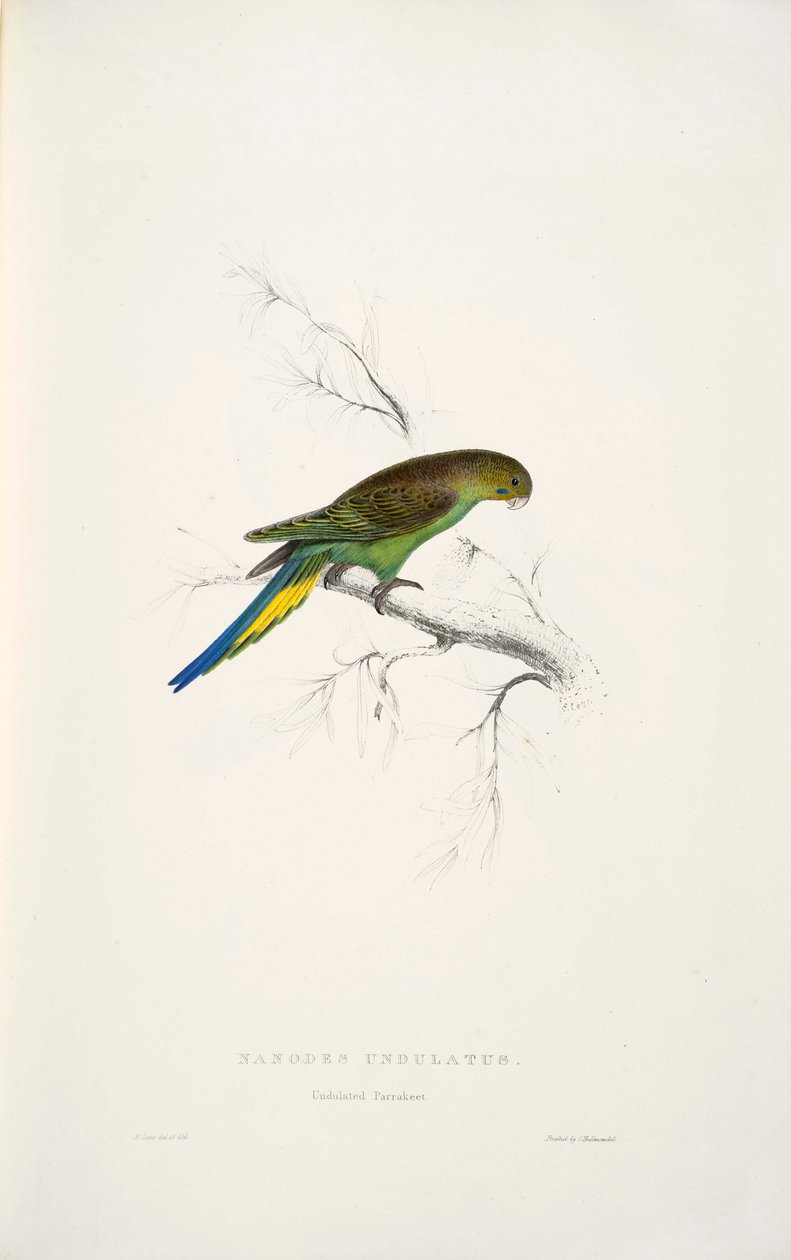 Melopsittacus undulatus autorstwa Edward Lear