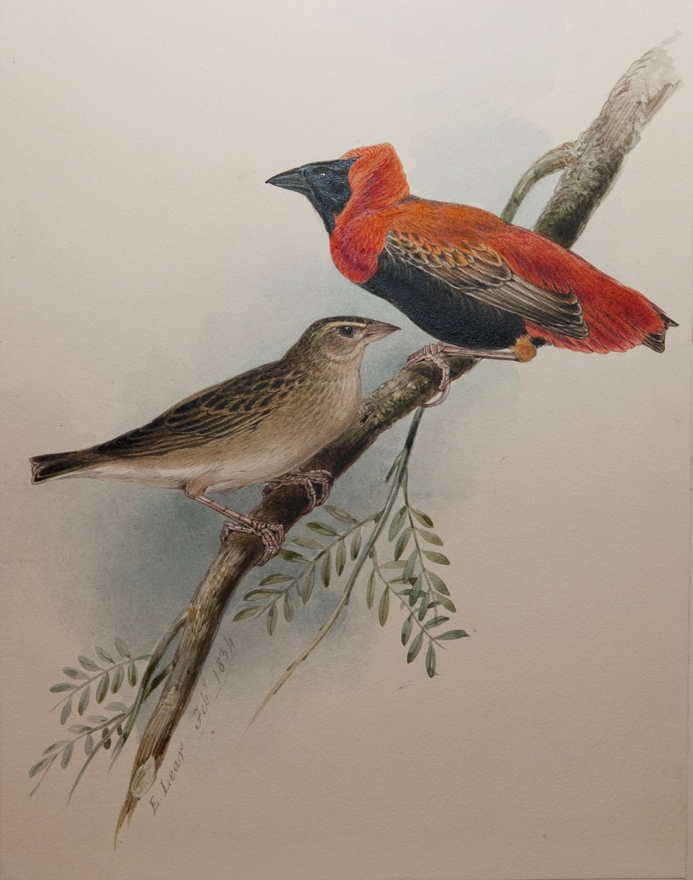 Północny Czerwony Biskup, 1834 autorstwa Edward Lear