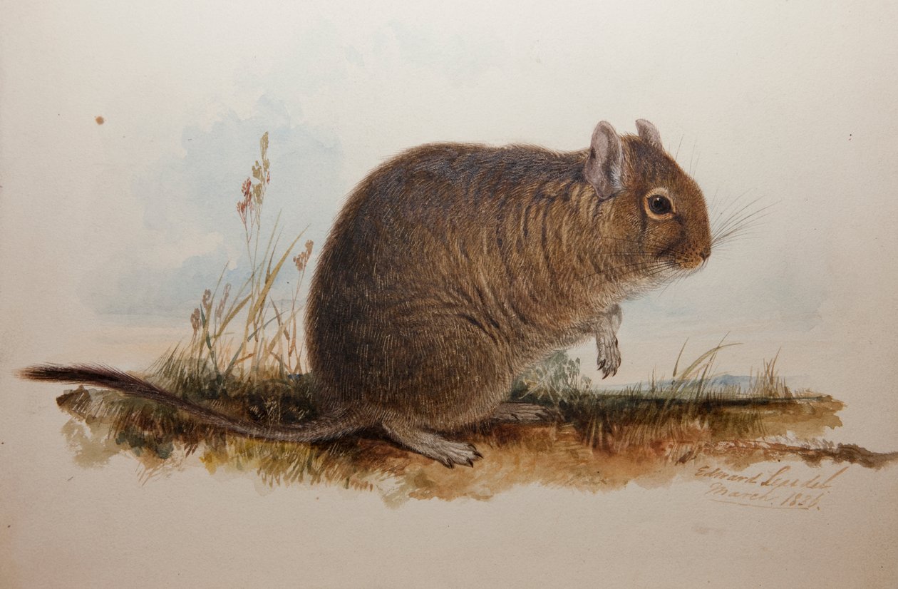 Octodon cumingii, 1836 autorstwa Edward Lear