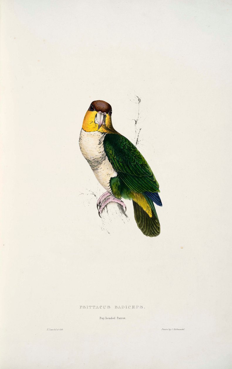 Pionity leucogaster autorstwa Edward Lear