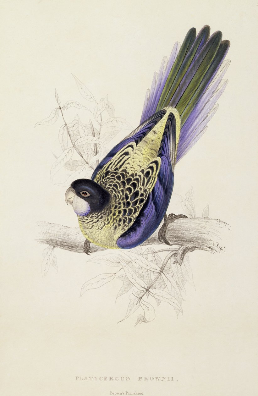 Platycercus Brownii lub papuga Browna (tabl. 20), 1832 autorstwa Edward Lear