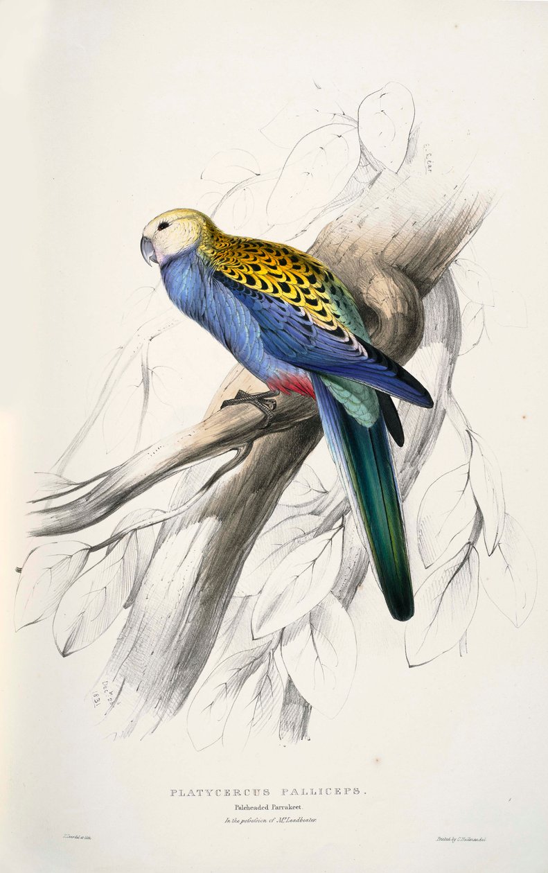 Platycercus autorstwa Edward Lear