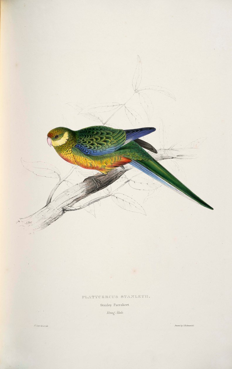 Platycercus icterotis autorstwa Edward Lear