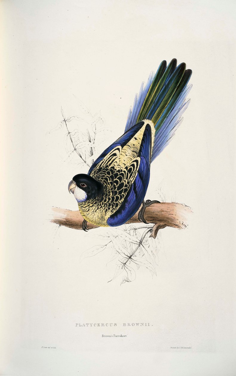 Platycercus venustus autorstwa Edward Lear