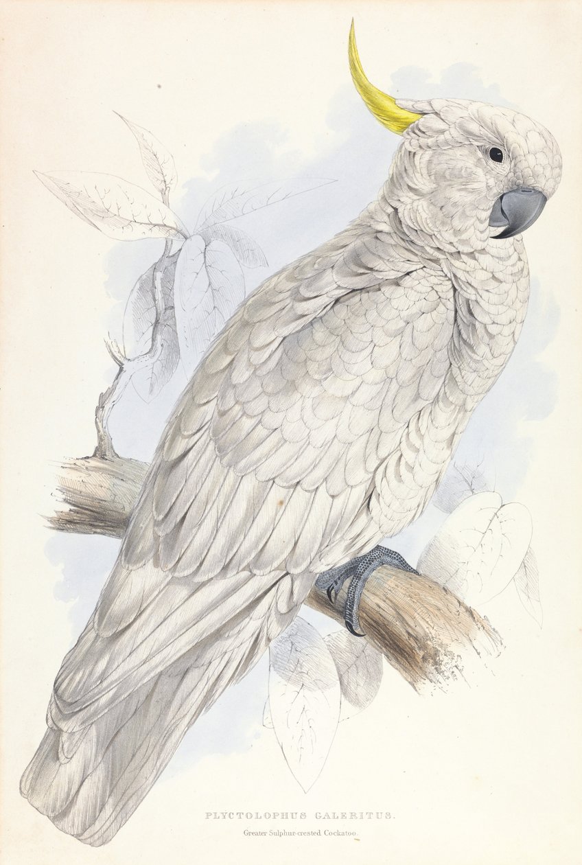 Plyctolophus Galeritus. Kakadu czubaty siarki. autorstwa Edward Lear