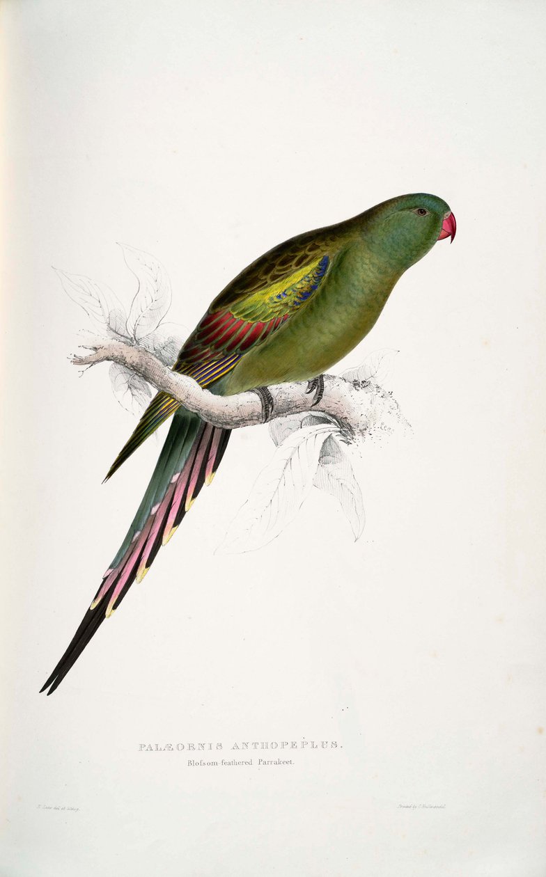 Luksusowy kwietnik autorstwa Edward Lear