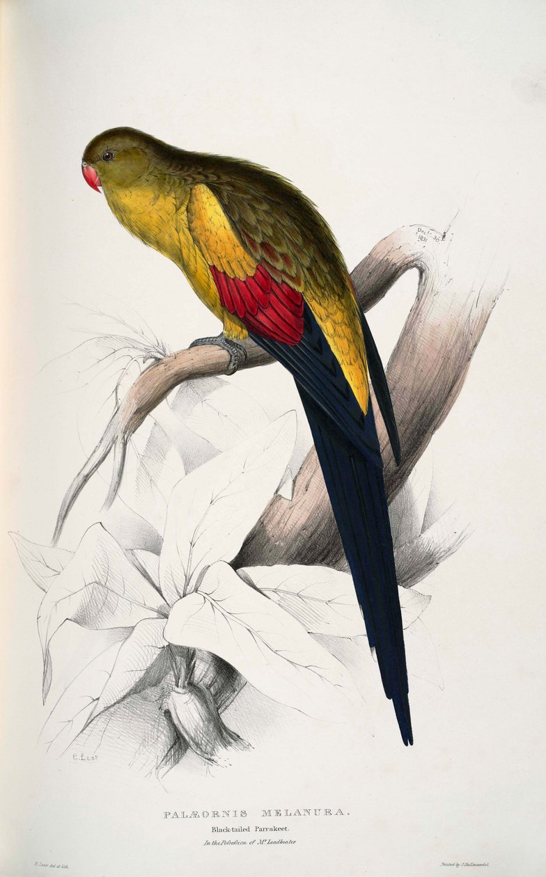 Luksusowy kwietnik autorstwa Edward Lear