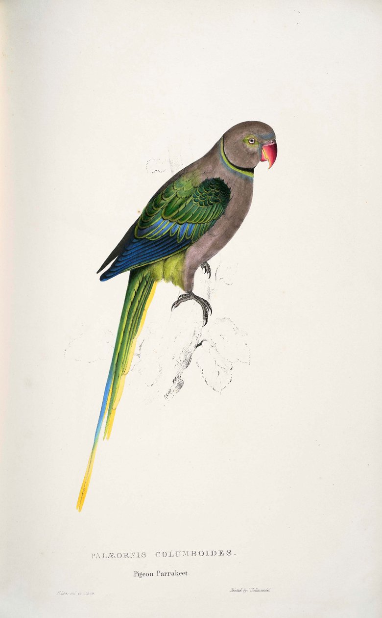 Psittacula columboides autorstwa Edward Lear