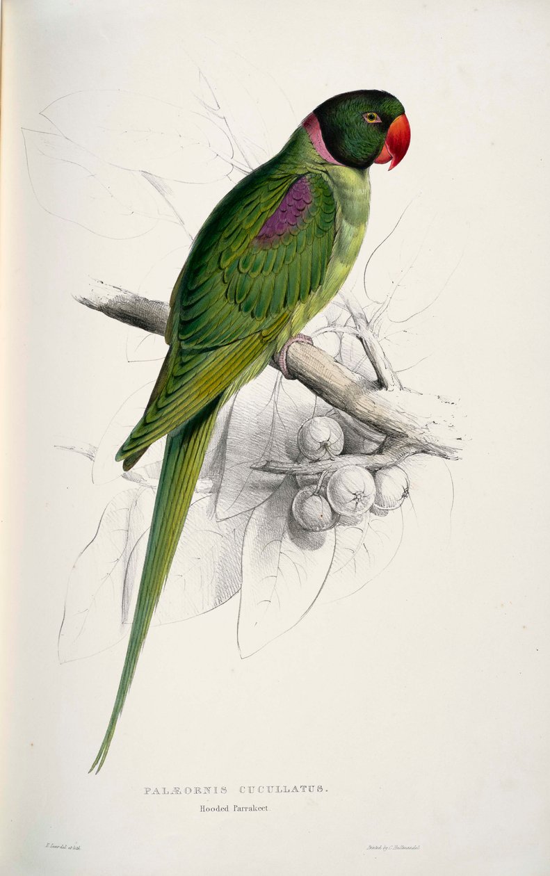 Psittacula eupatria autorstwa Edward Lear