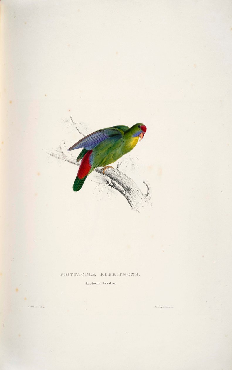 Psittacula rubrifrons autorstwa Edward Lear