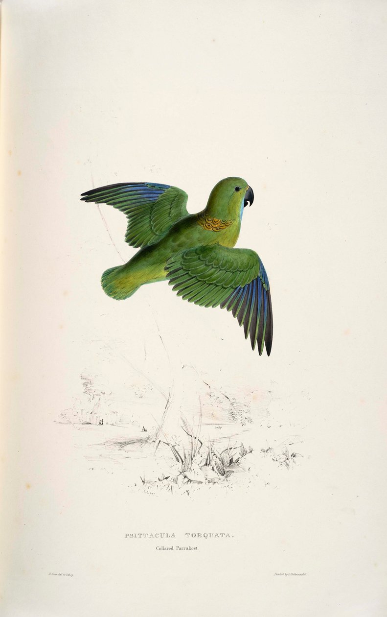 Psittacula torquata autorstwa Edward Lear
