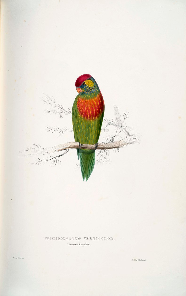 Psitteuteles versicolor autorstwa Edward Lear