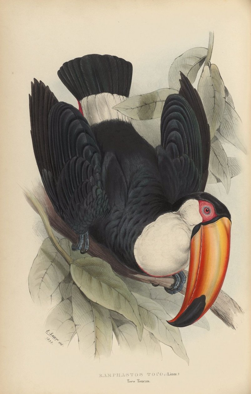 Ramphastos toco autorstwa Edward Lear