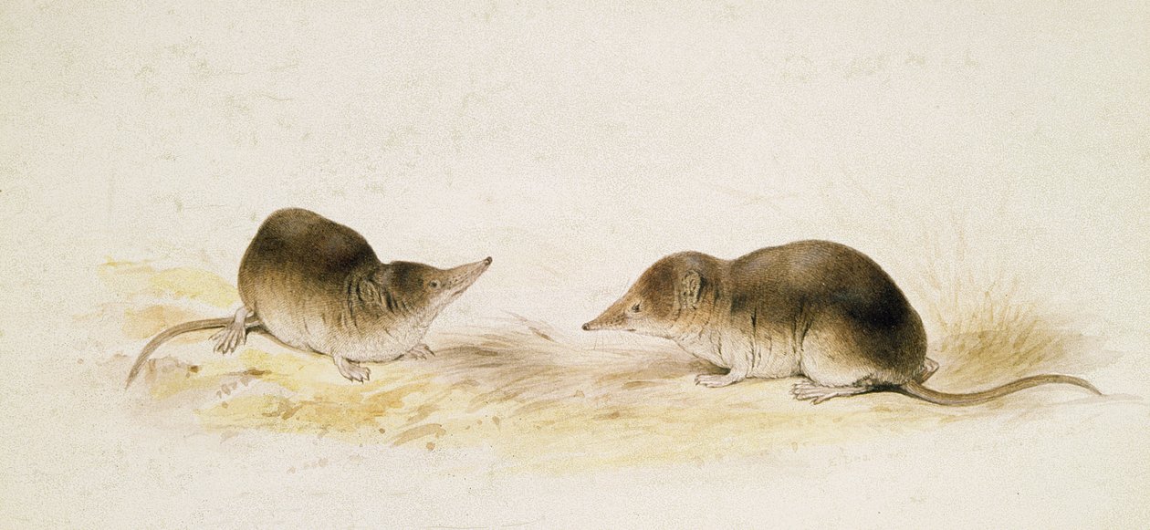 ryjówki autorstwa Edward Lear