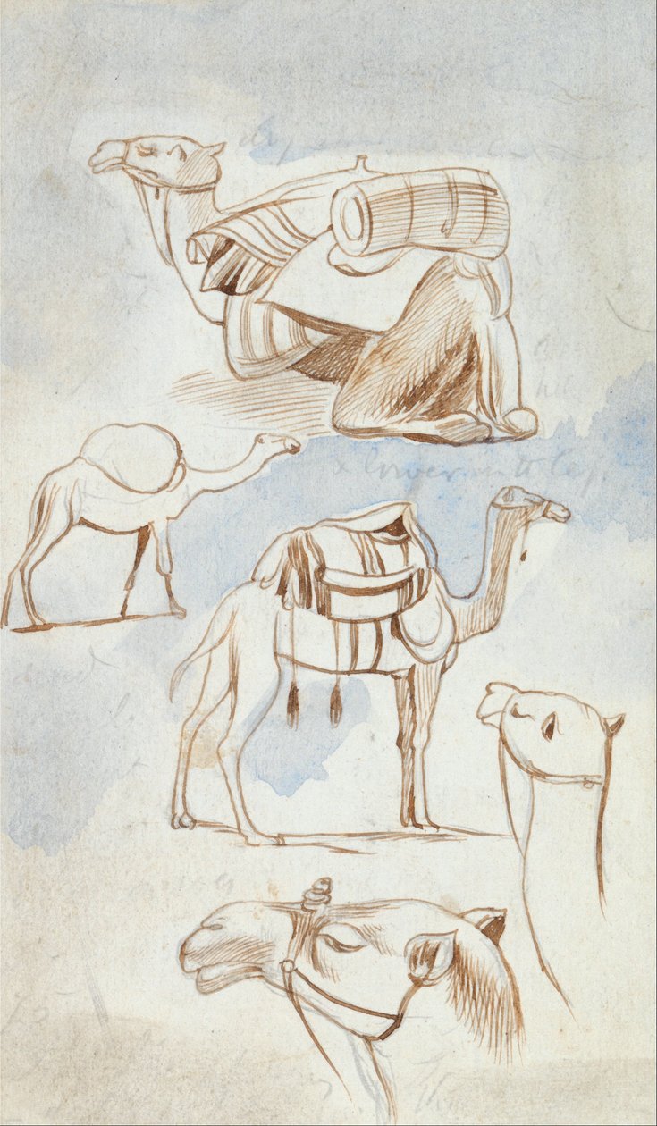 Studia szkicowe wielbłądów autorstwa Edward Lear