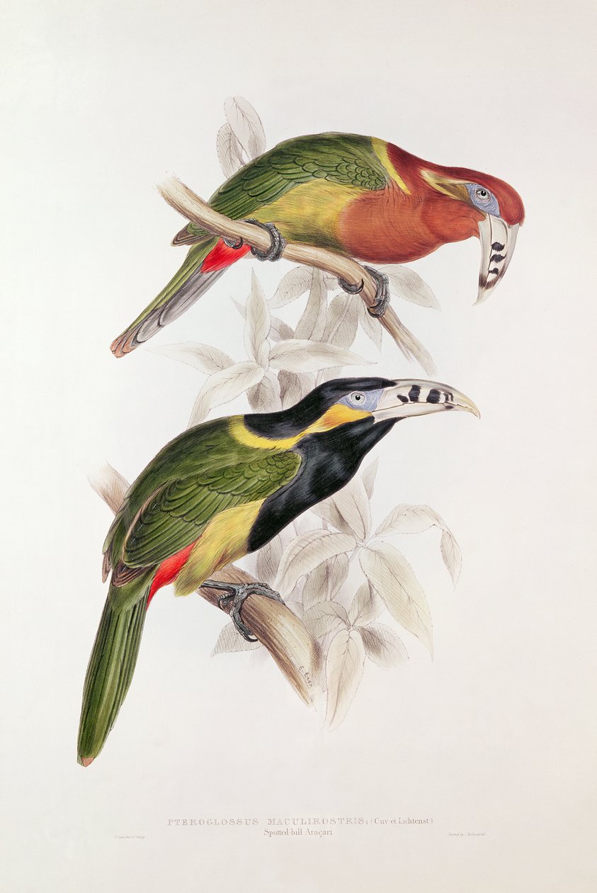 Aracari, XIX wiek (litografia kolorowa) autorstwa Edward Lear