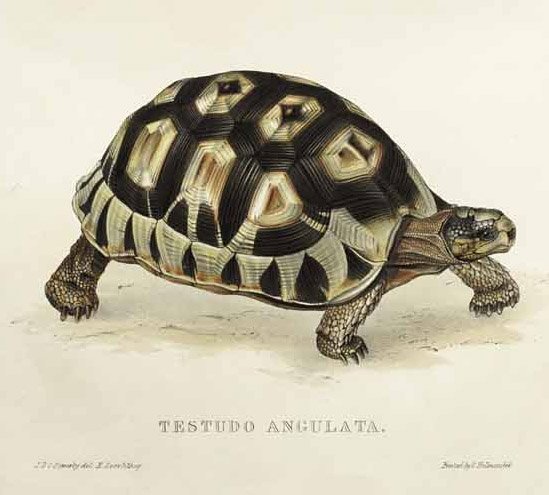 Żółw autorstwa Edward Lear