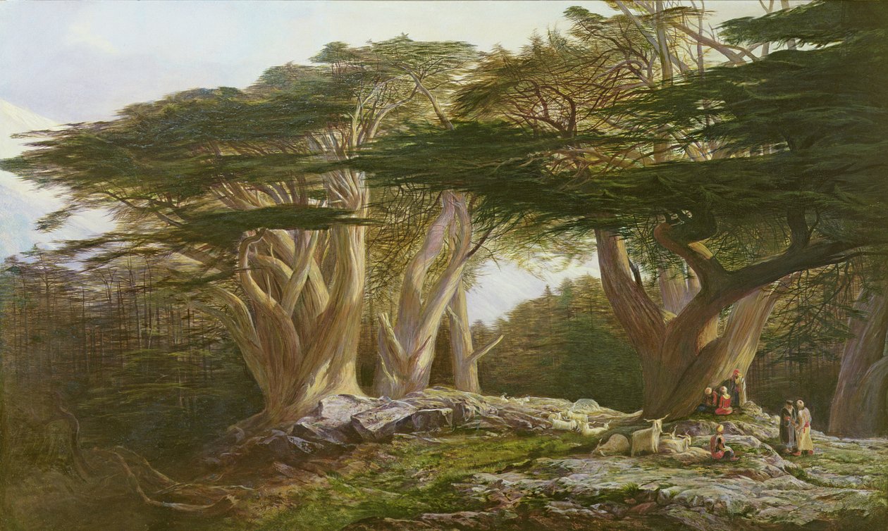 Cedry Libanu, 1861 autorstwa Edward Lear