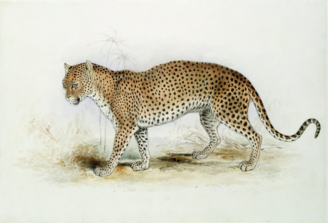Lampart autorstwa Edward Lear