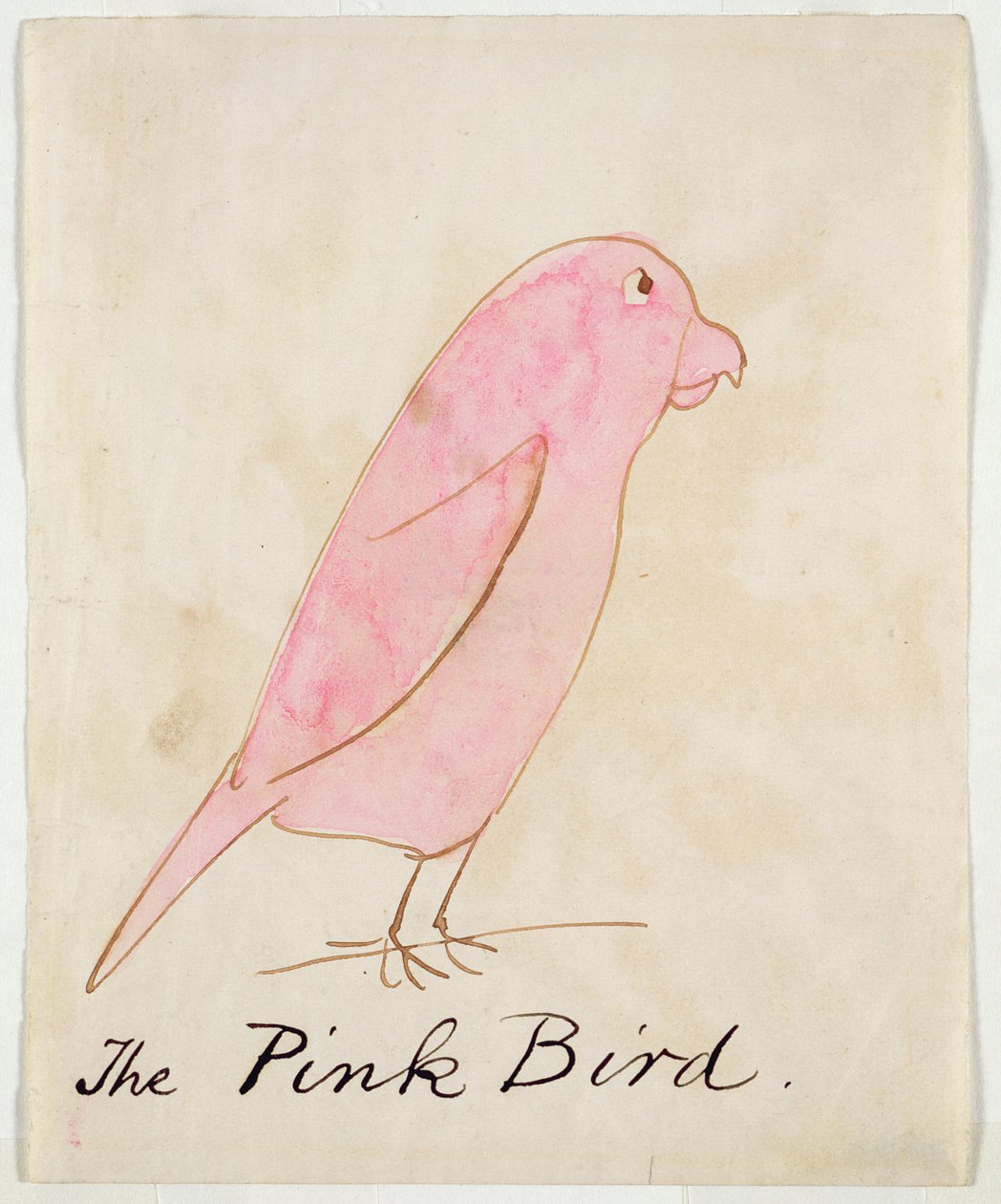Różowy ptak, z „Sixteen Drawings of Comic Birds” (pióro i atrament i toaleta na papierze) autorstwa Edward Lear