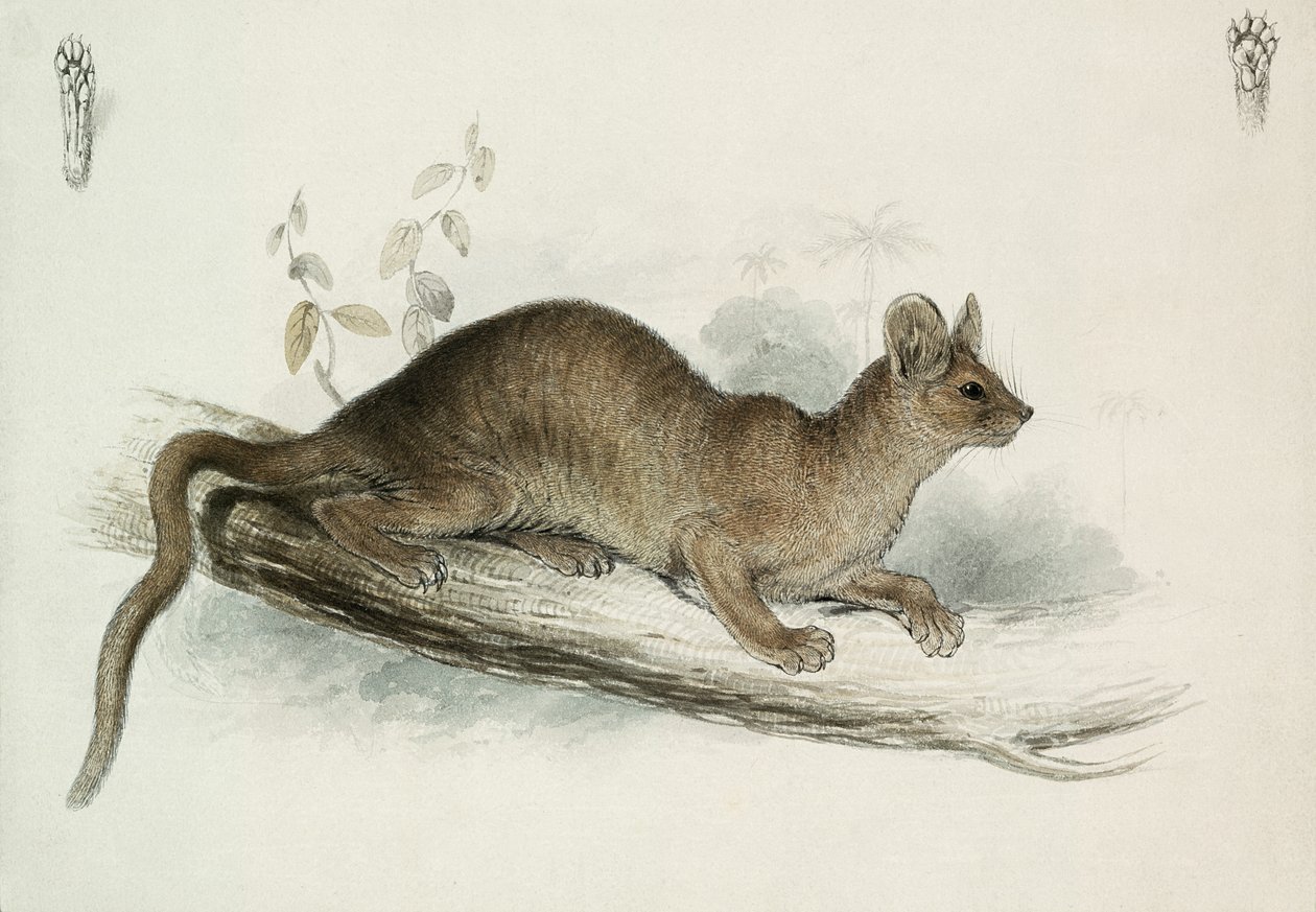 Tchórz, XIX w. autorstwa Edward Lear