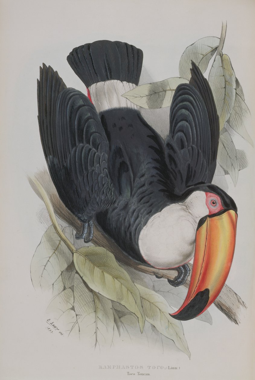 Toco Toucan, z „Monografii Ramphastidae, czyli rodziny Tukanów”, Johna Goulda (1804–81), opublikowanej w latach 1833–35 autorstwa Edward Lear