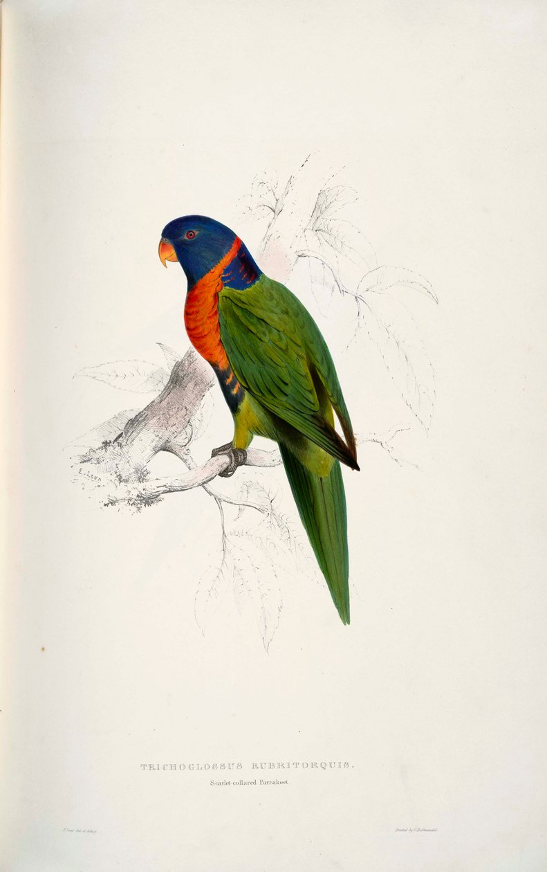 Trichoglossus rubritorquis Scarlet autorstwa Edward Lear