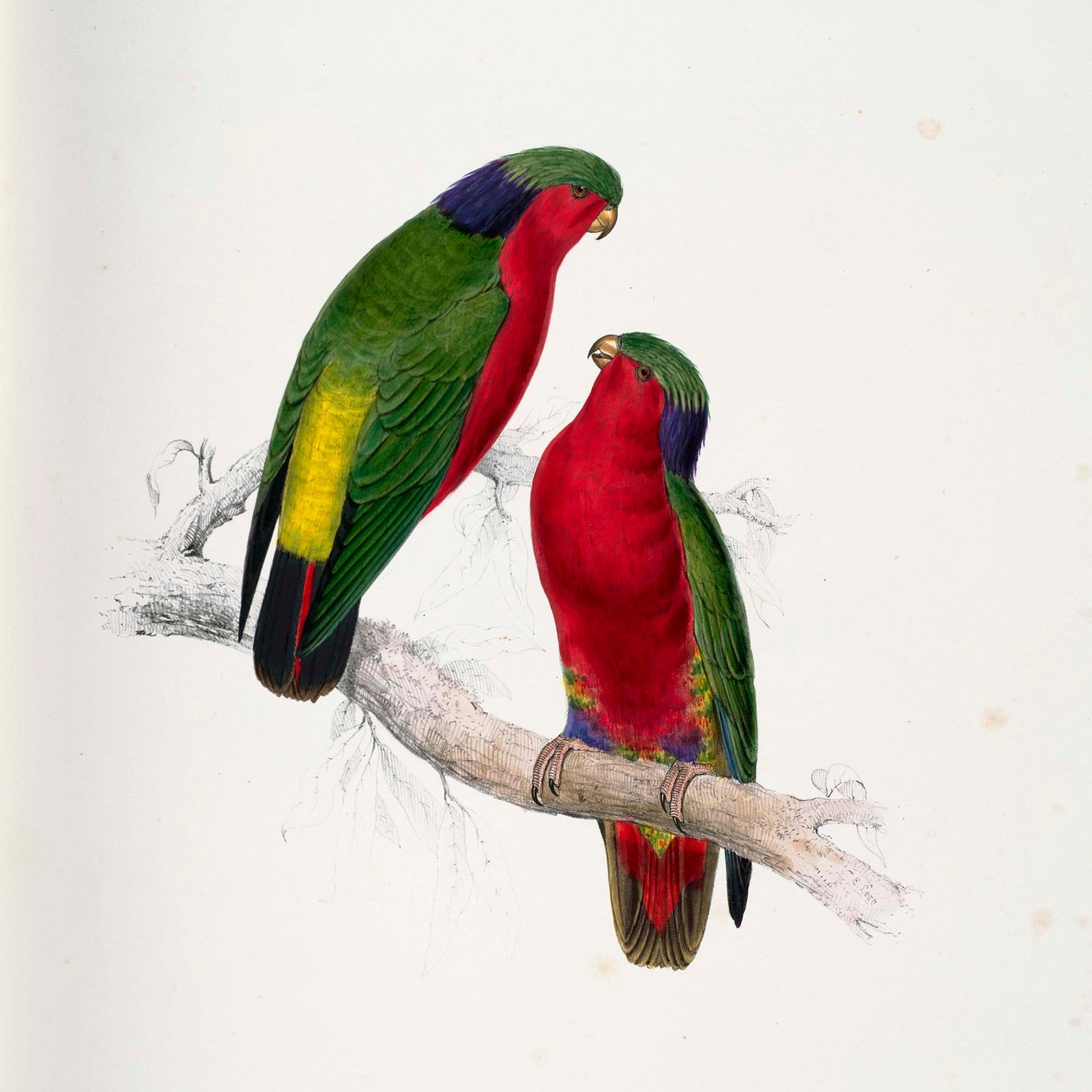 Vini kuhlii autorstwa Edward Lear