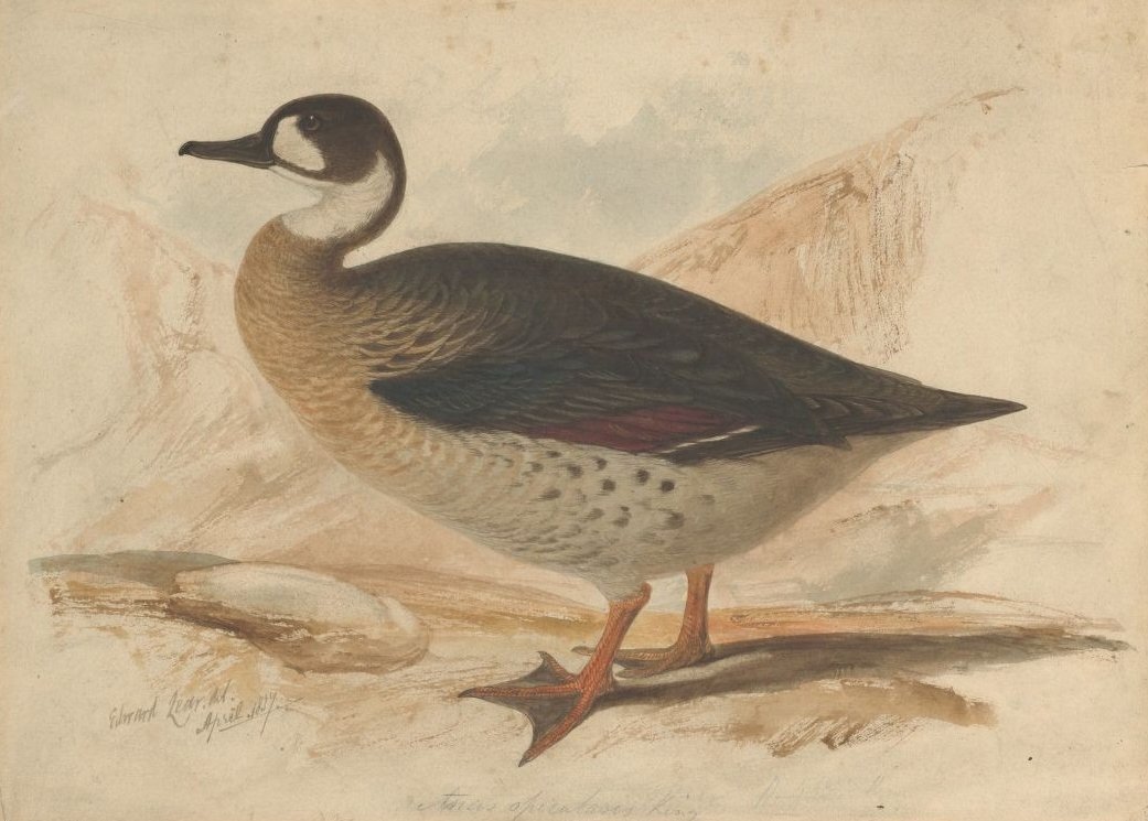 brązowoskrzydła kaczka autorstwa Edward Lear