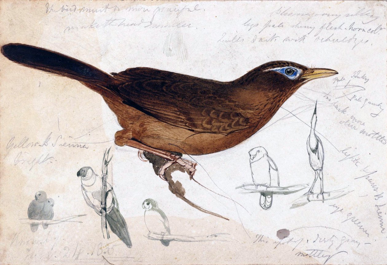 brązowy ptak autorstwa Edward Lear