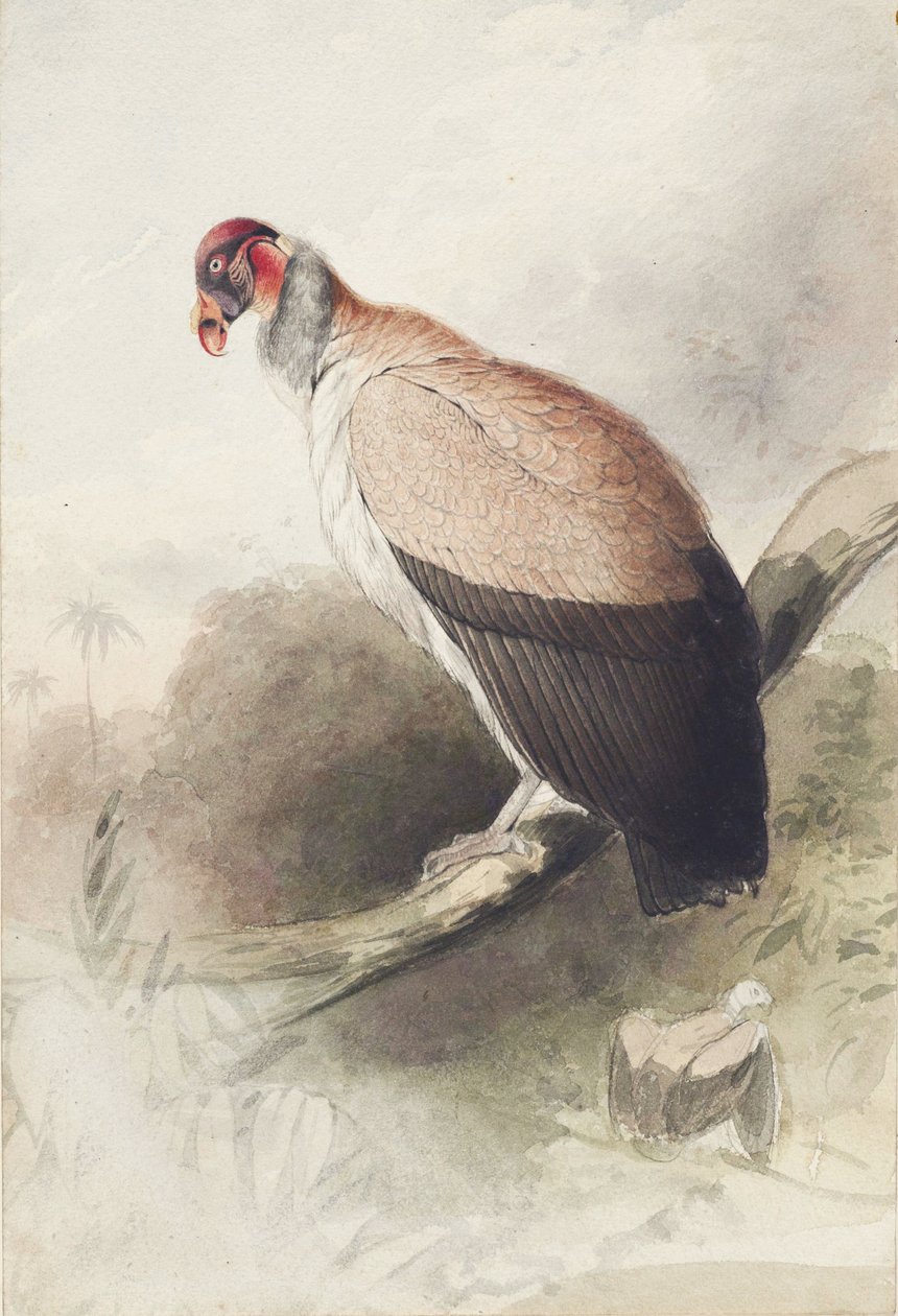 kondor autorstwa Edward Lear