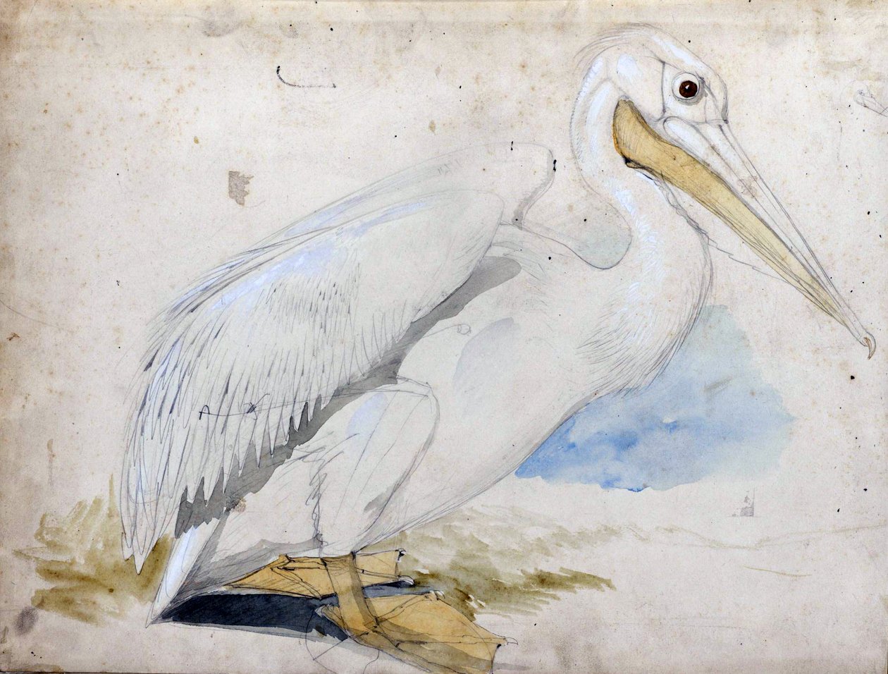 pelikan autorstwa Edward Lear