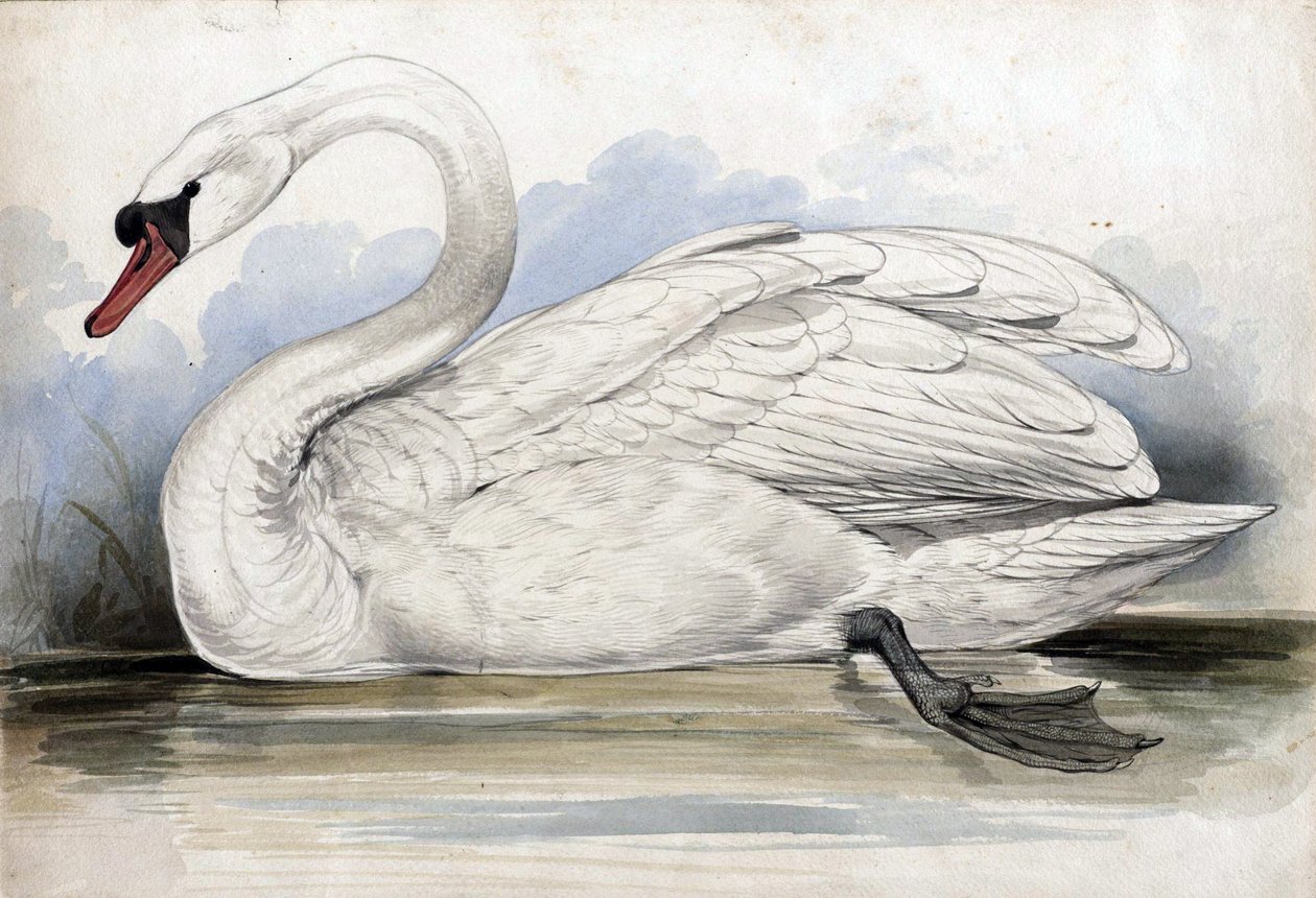 łabędź autorstwa Edward Lear