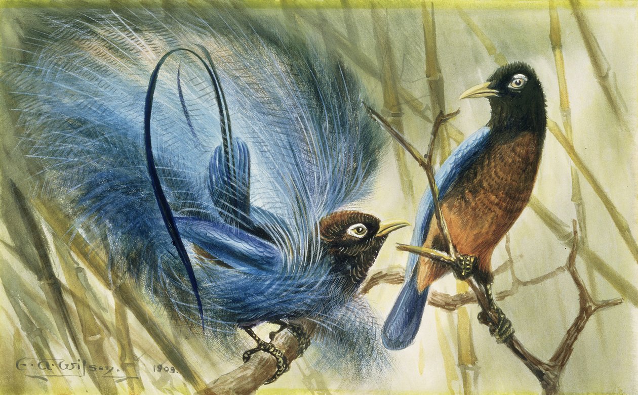 Błękitny ptak raju, 1909 (wc na papierze) autorstwa Edward Adrian Wilson