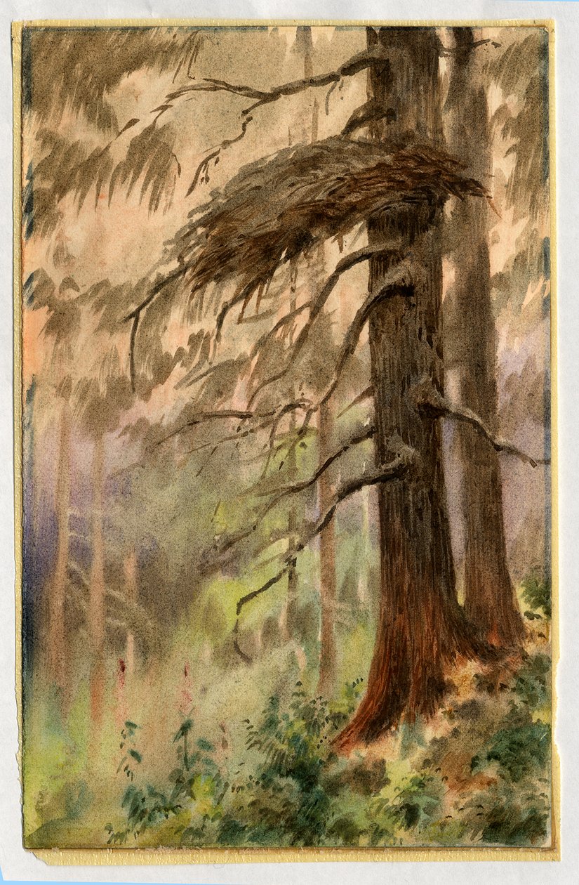 Gniazdo jastrzębia, 1898-99 (wc na papierze) autorstwa Edward Adrian Wilson