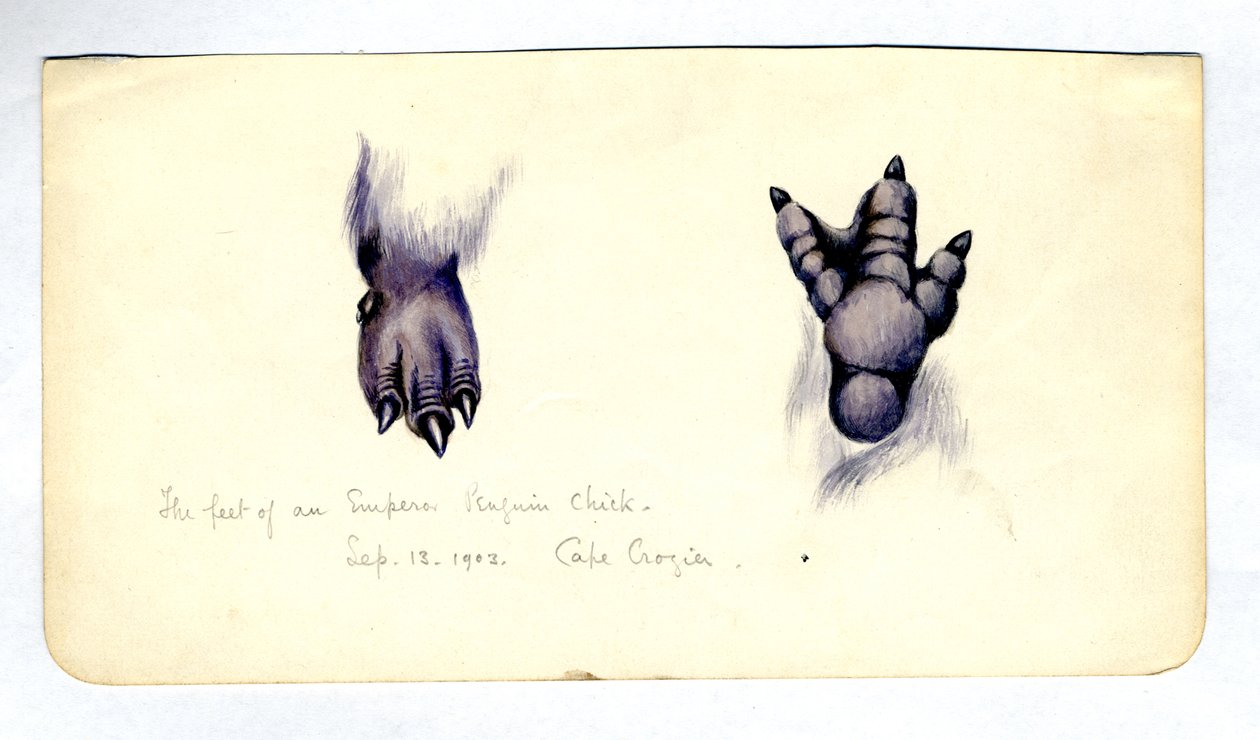 Dwa opracowania stopy pisklęcia pingwina cesarskiego, 1901-04 (wc na papierze) autorstwa Edward Adrian Wilson