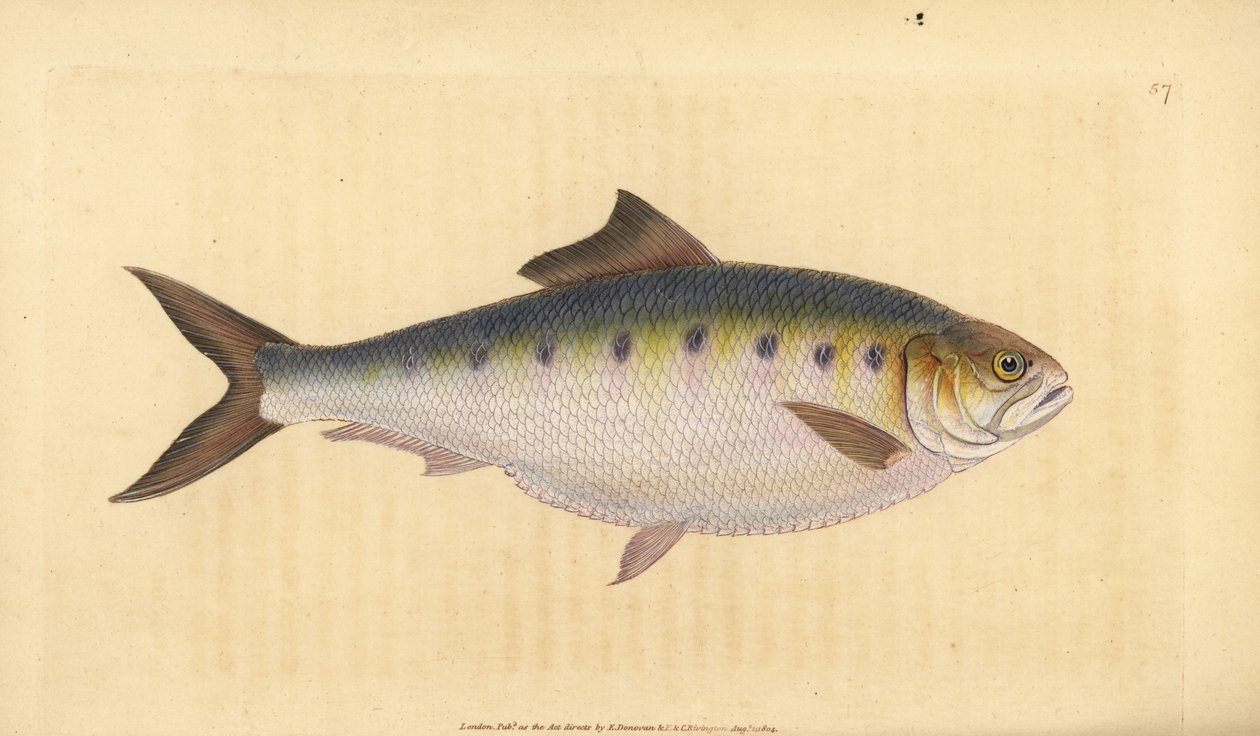 Allis Shad, Alosa alosa (Shad, Clupea alosa). Ręcznie barwiony miedzioryt narysowany i rytowany przez Edwarda Donovana z jego Natural History of British Fishes, Donovan and F.C. i J. Rivington, Londyn autorstwa Edward Donovan