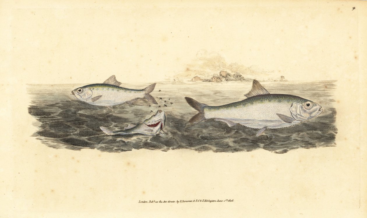 Allis shad, Alosa alosa (biała przynęta, Clupea alosa). Ręcznie barwiony miedzioryt narysowany i rytowany przez Edwarda Donovana z jego Natural History of British Fishes, Donovan and F.C. i J. Rivington, Londyn autorstwa Edward Donovan